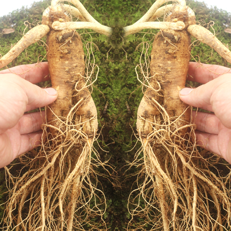 长白山新鲜人参150克/根(1000g)