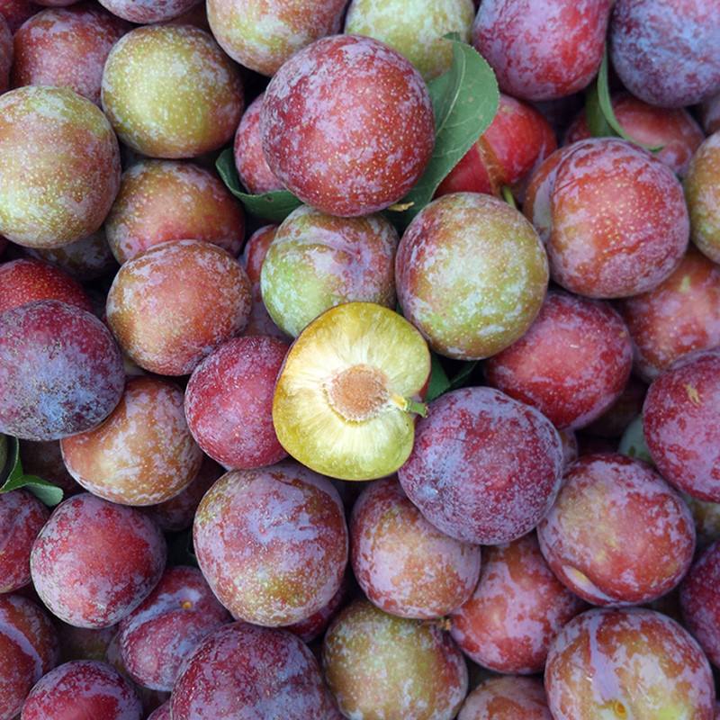 【大】青红脆李