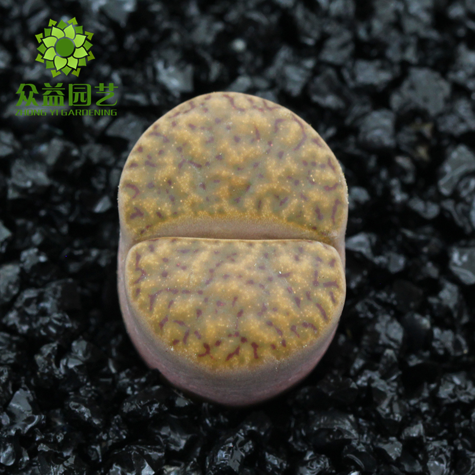 柘榴玉(7厘米盆 小箱36盆 大箱54盆)