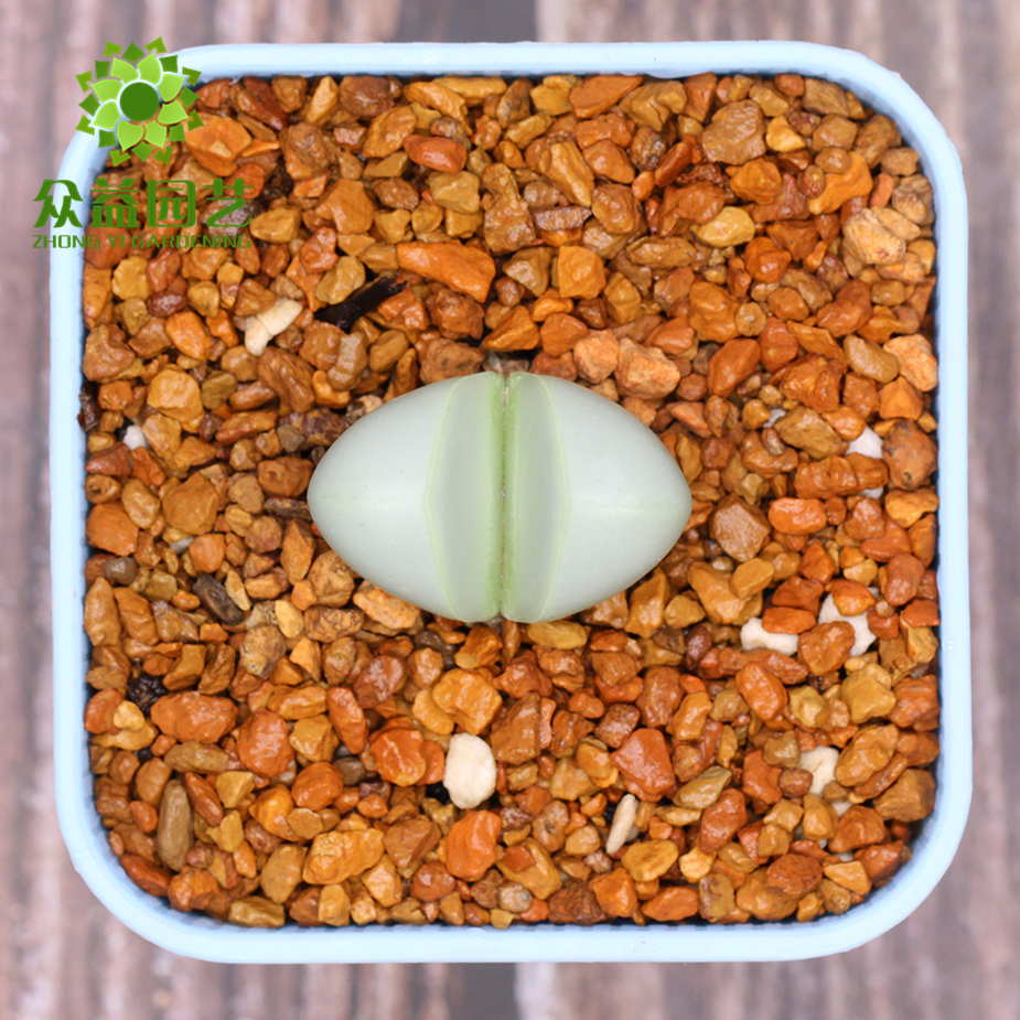 金铃玉(择优发货,可挑选)